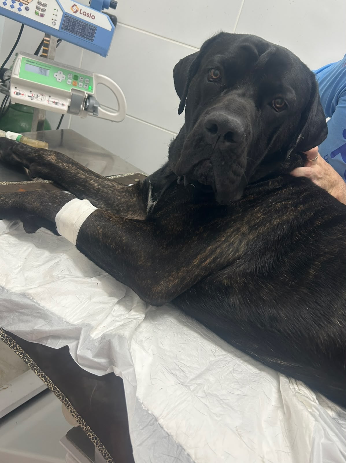 Pet Clinica