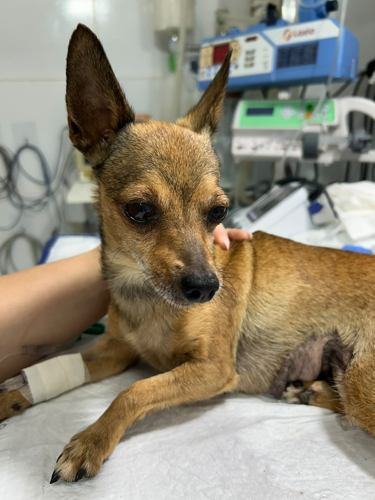 Pet Clinica