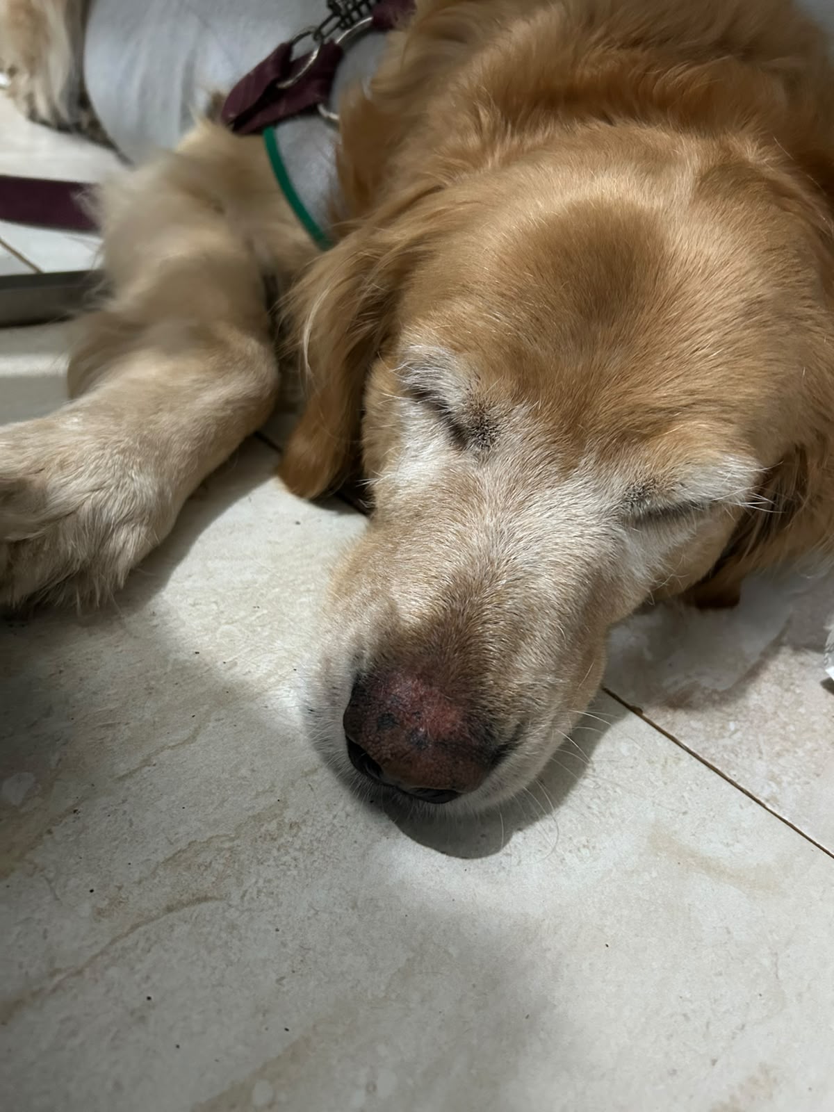 Pet Clinica